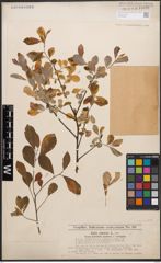 Foto von Salix cinerea L.